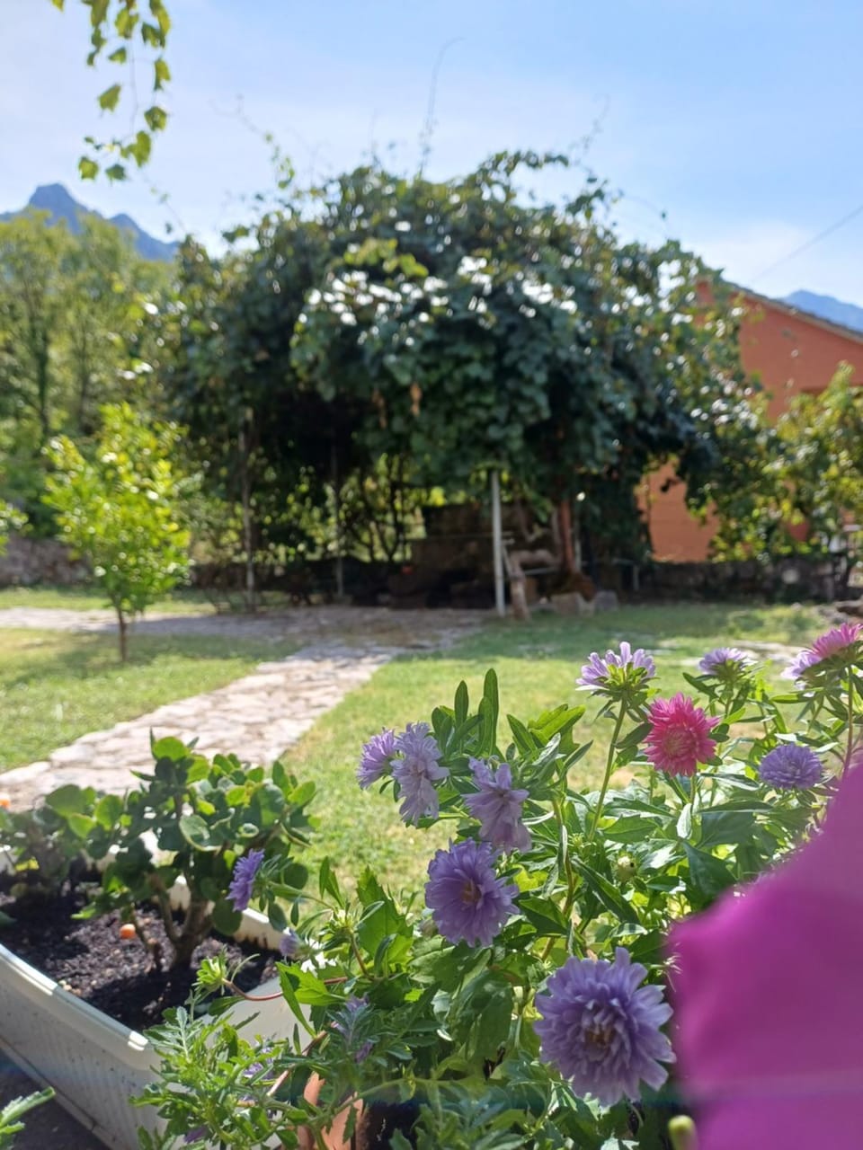 Garden view