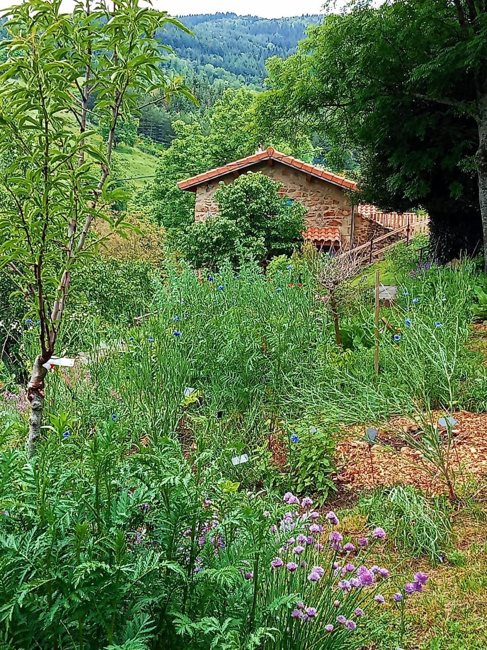 Garden view
