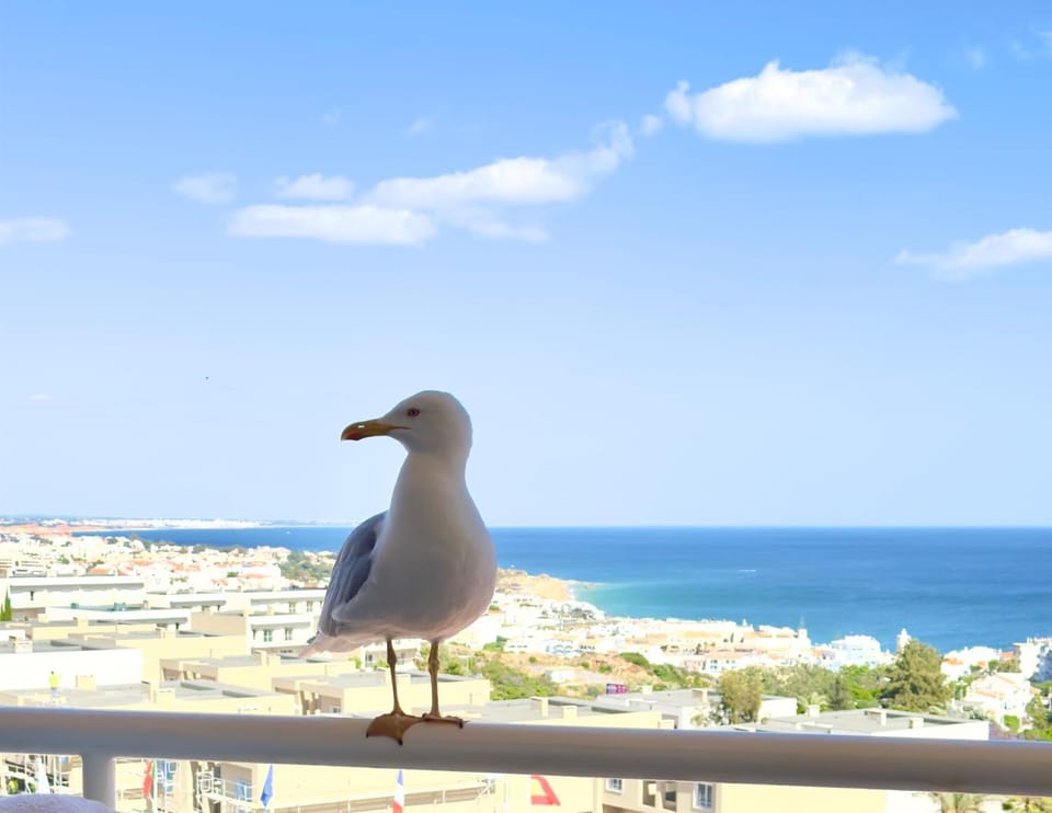 Apartment Les 3 Dauphins in Albufeira Apartment in Guia