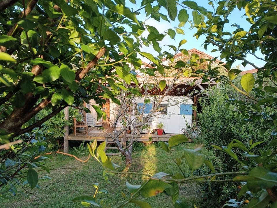 Garden, Other, Garden view