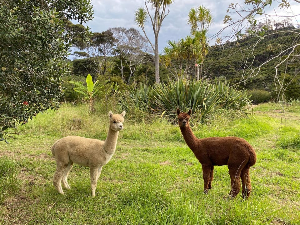 Animals