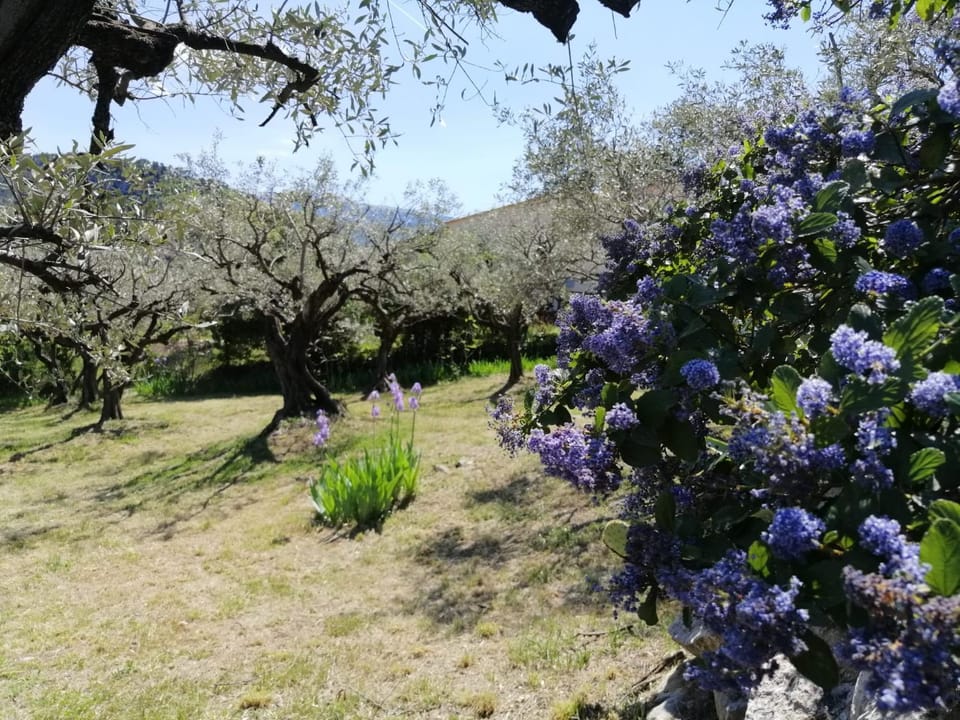 Property building, Spring, Garden view