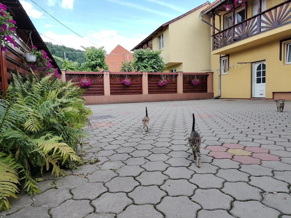 PENSIUNEA DORINA Bed and Breakfast in Romania