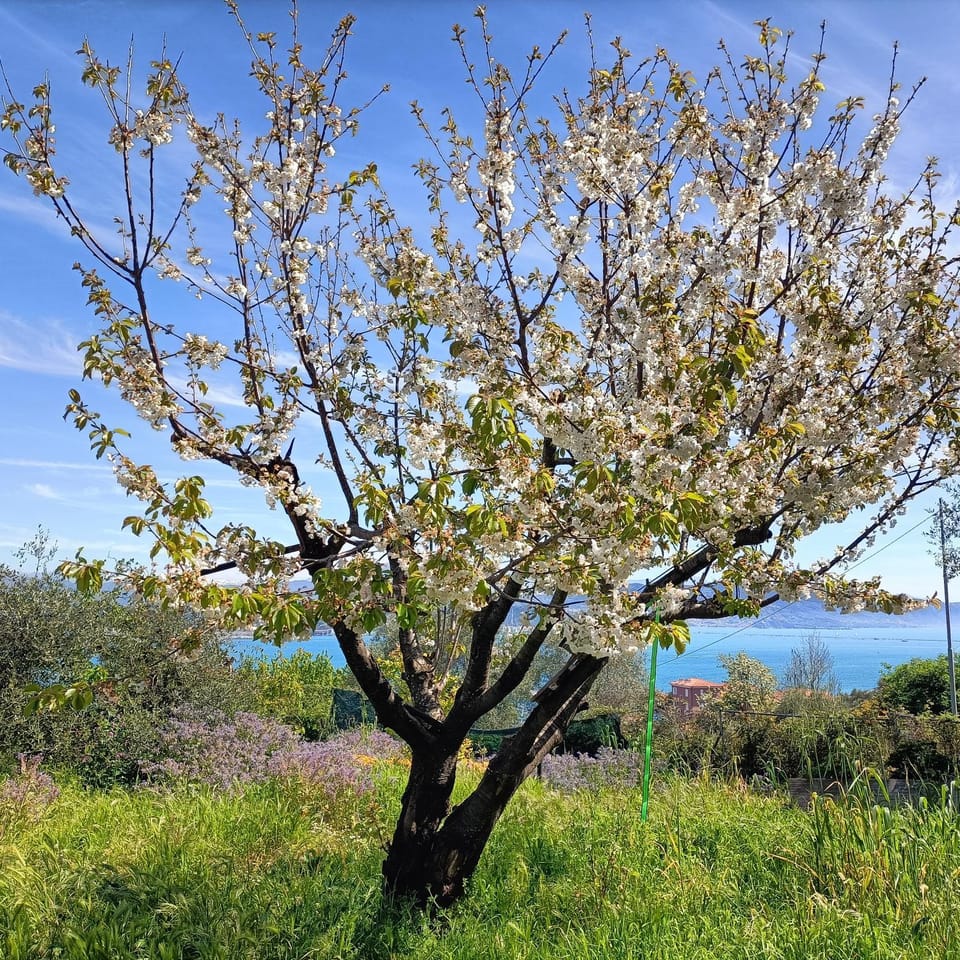 Mansard apart Alba - Sea 5 Terre-trekking-excursions-relax Apartment in Lerici