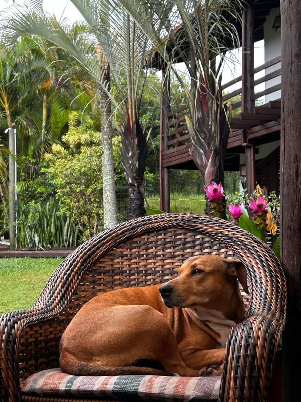 Garden, Pets, Garden view, pet friendly