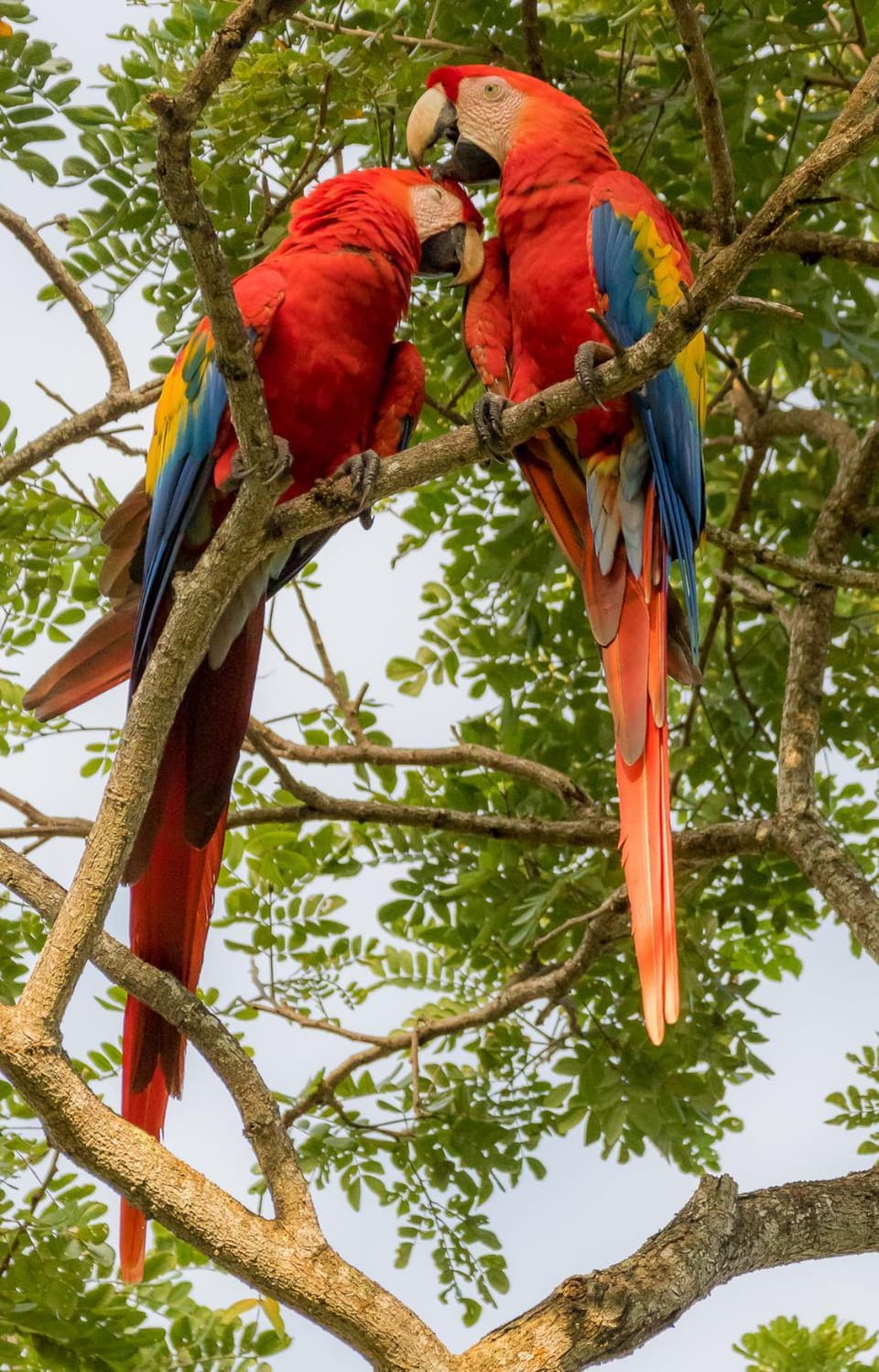 House of the Macaws Bed and Breakfast in Puntarenas Province