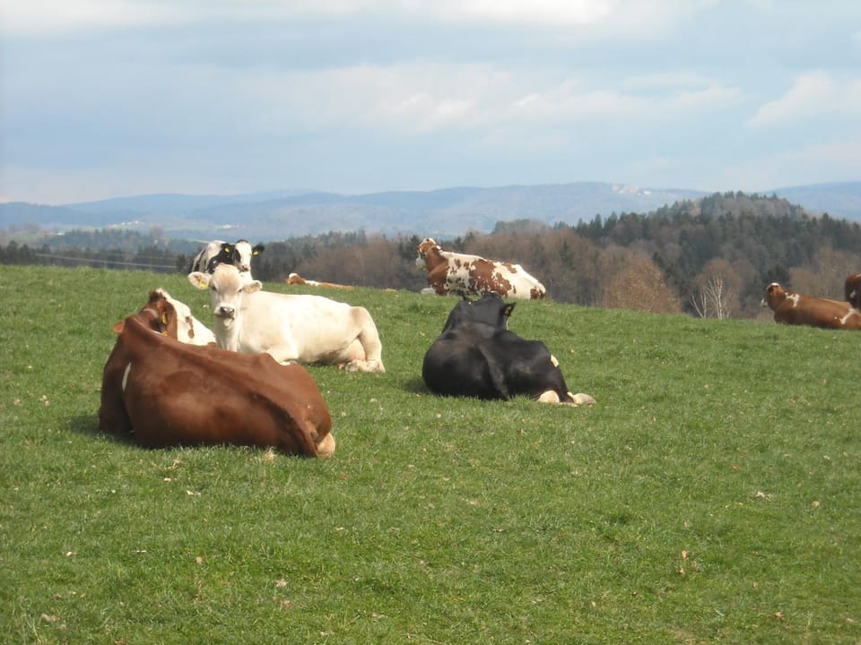 Animals