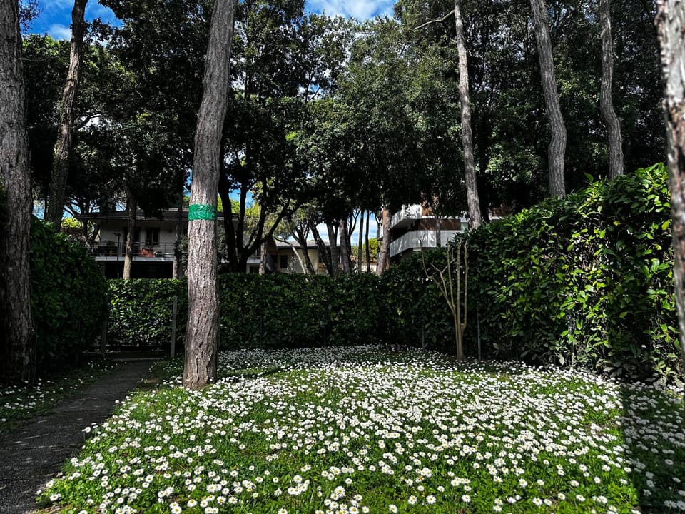 Spring, Natural landscape, Garden, Garden view