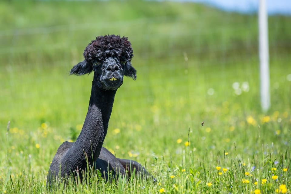 Animals, Pets