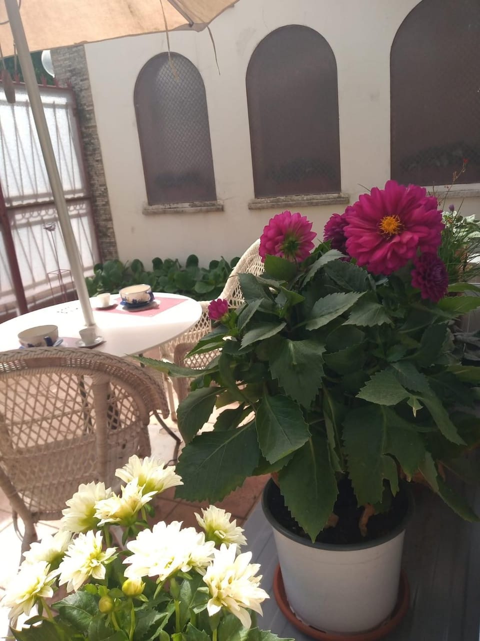 Garden view