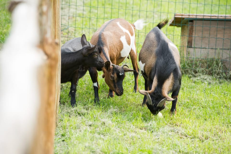 Property building, Animals