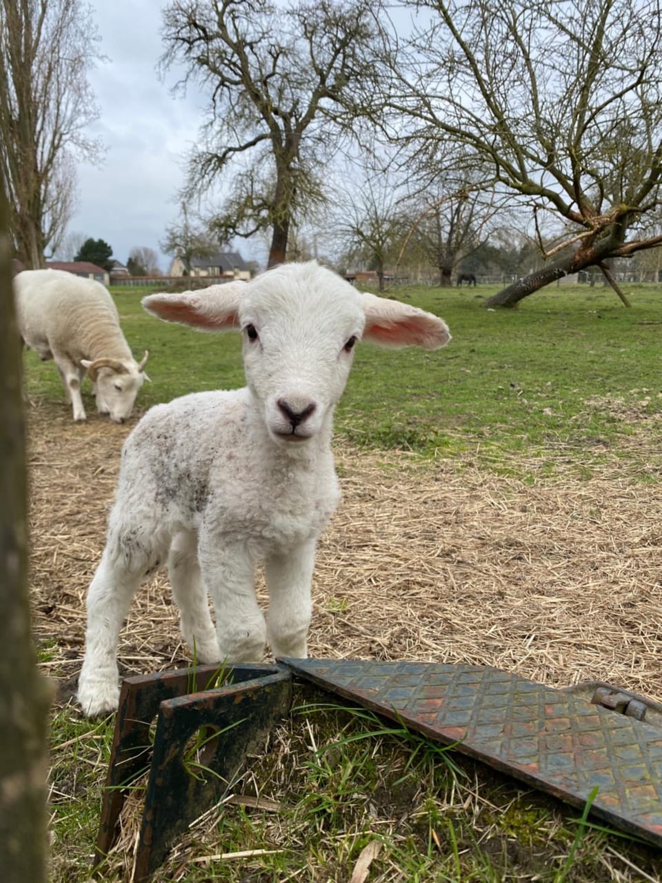 B&B Vennehoeve Bed and Breakfast in Flanders