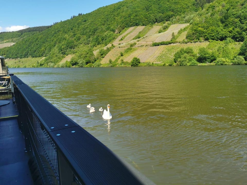 Hausboot Mosel Docked boat in Trier-Saarburg
