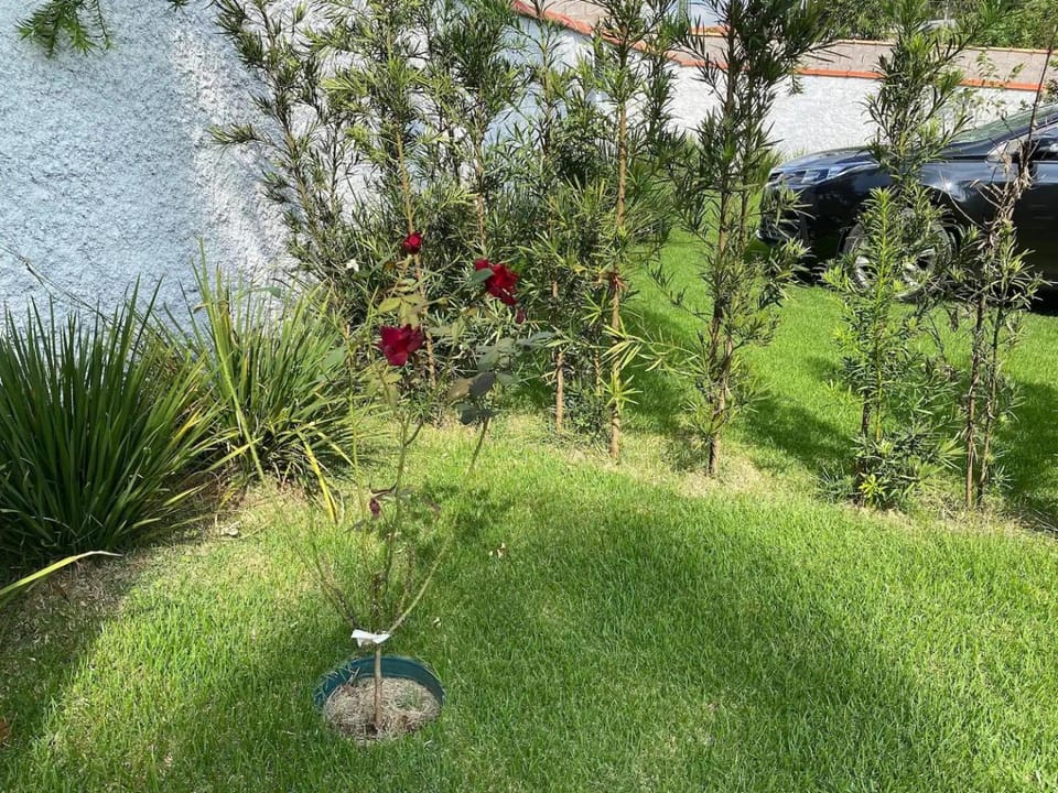 Natural landscape, Garden