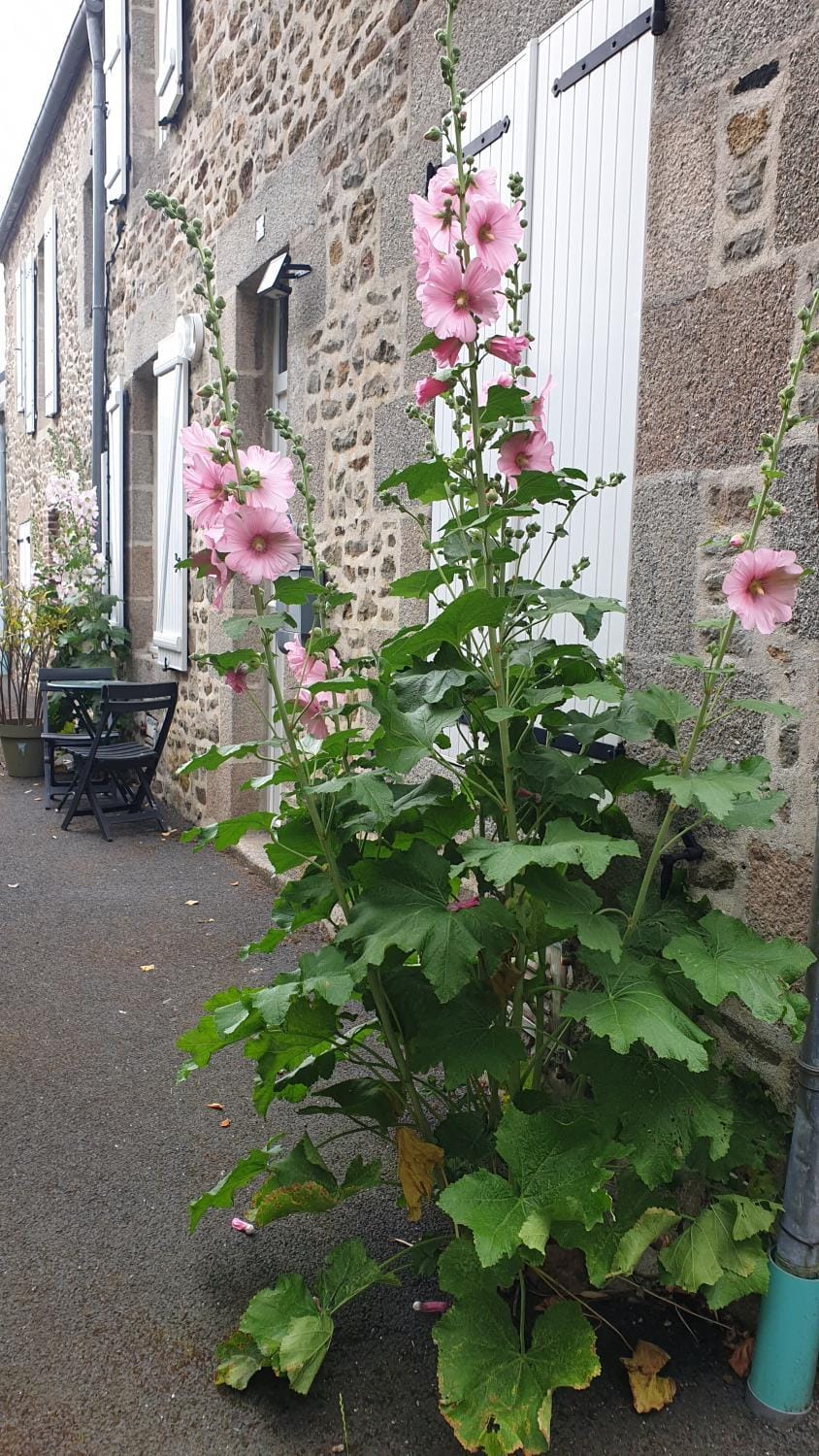 Les Gravelots House in Saint-Vaast-la-Hougue
