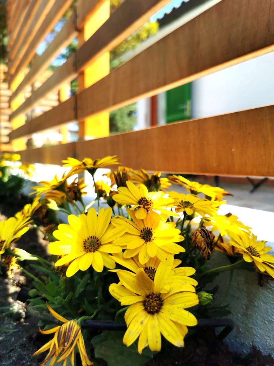 Casa Fiorita House in Lacona