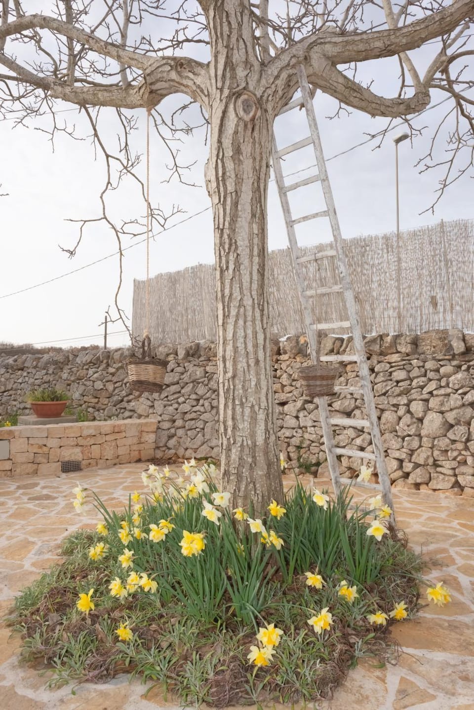 I Trulli di Mina - Lamia Fresia House in Province of Taranto