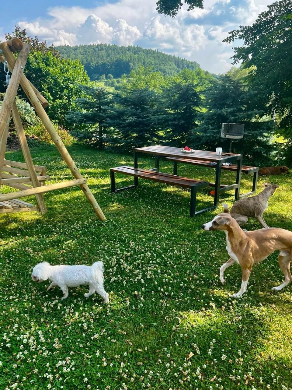 Animals, Pets