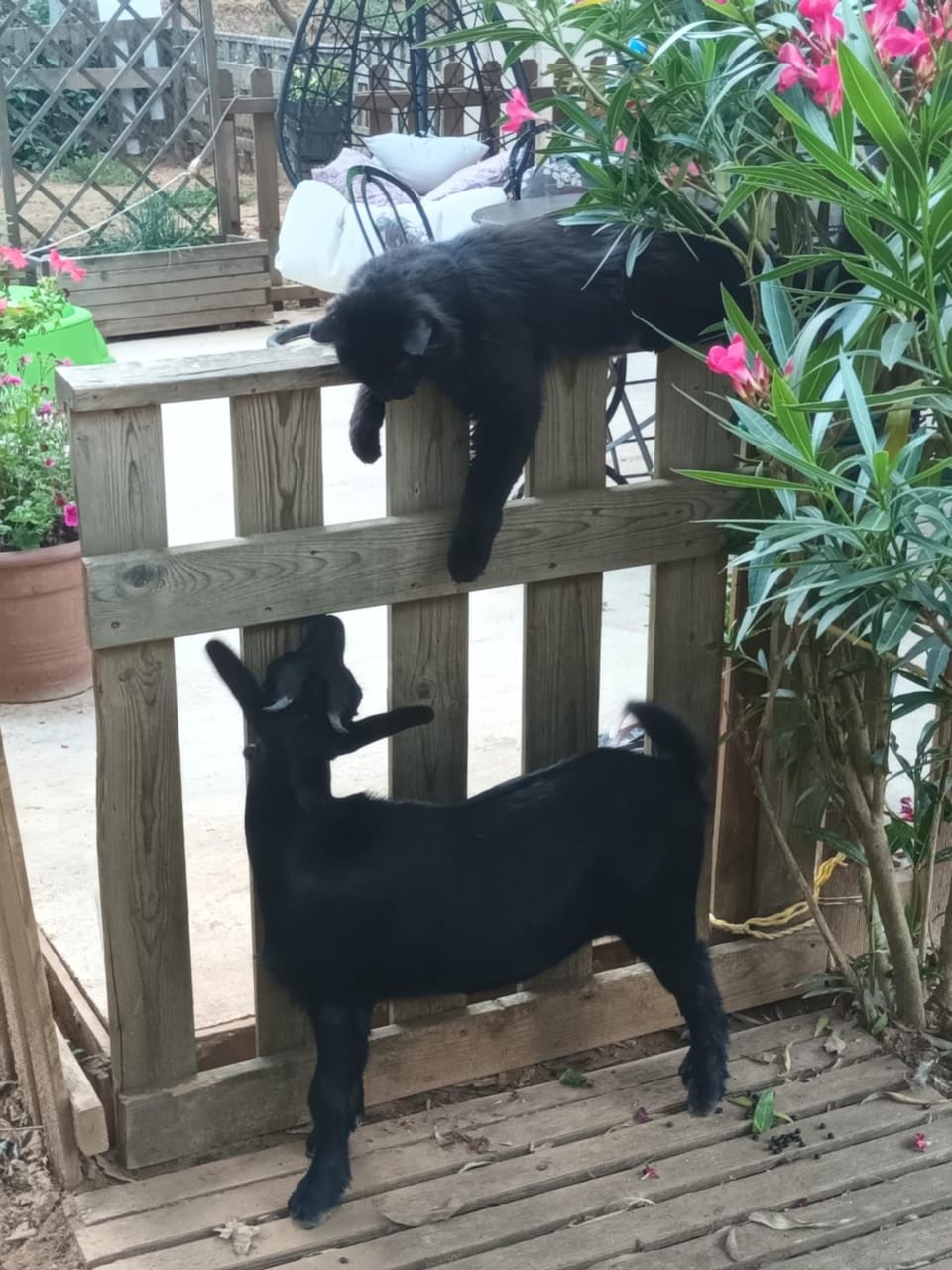Pets