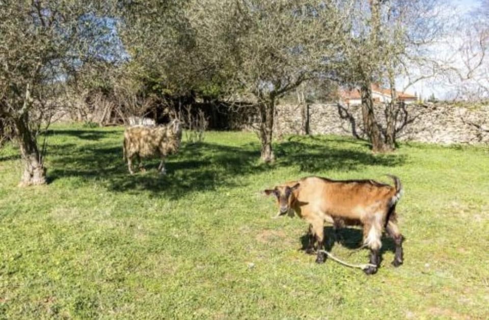 Kavran Relax home Apartment in Istria County