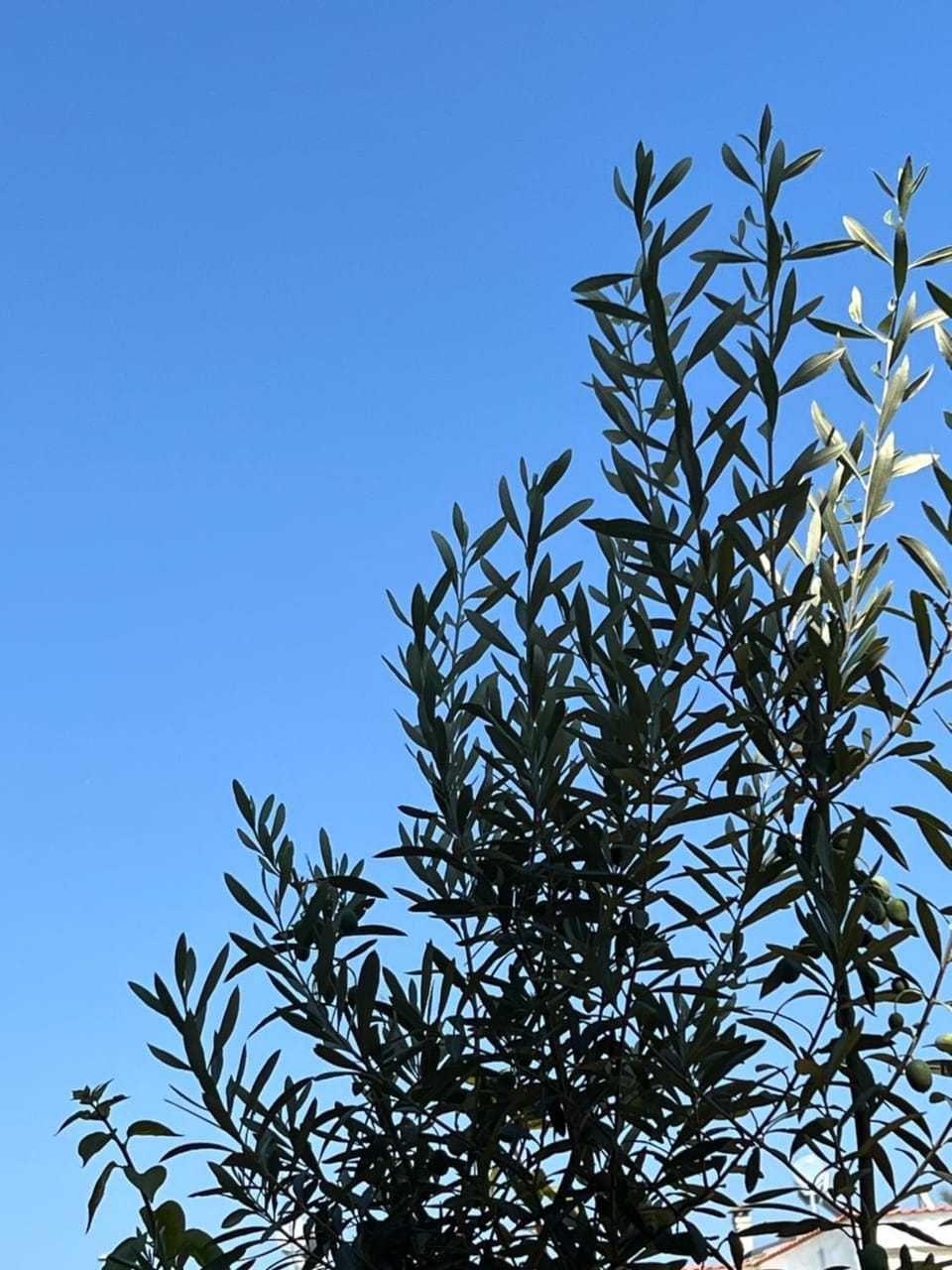 Teresa house Apartment in Halkidiki