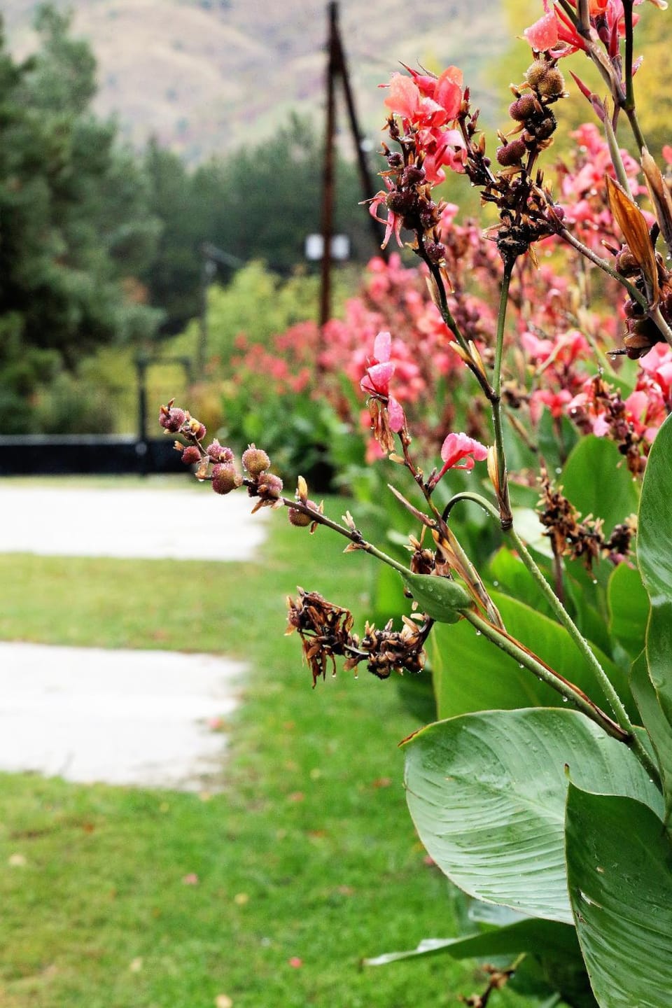 Natural landscape, Garden view