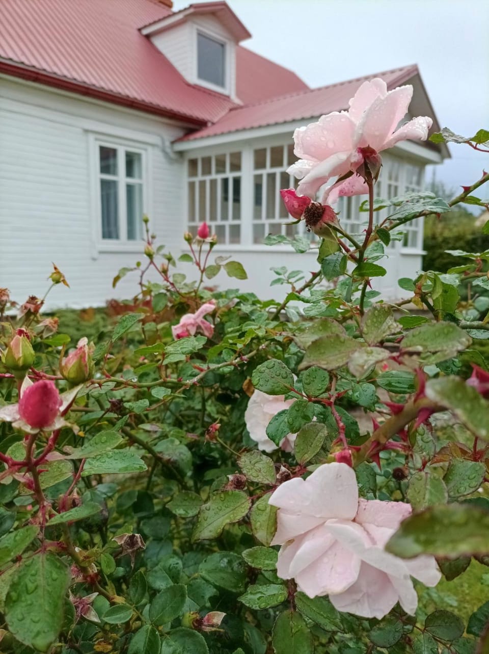 Summer, Garden