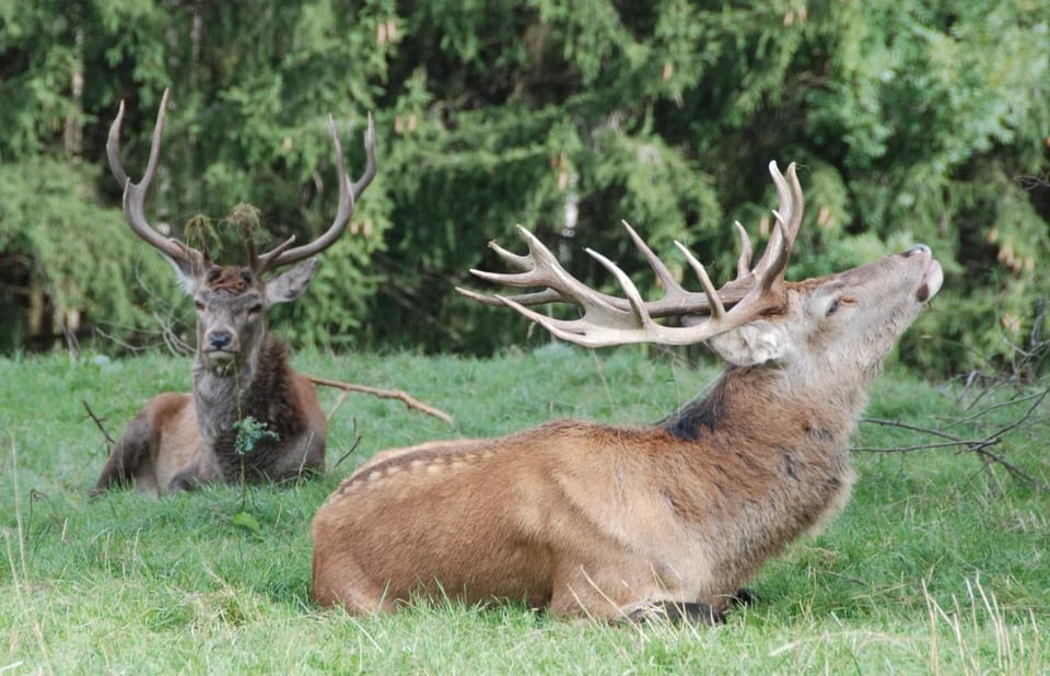 Animals