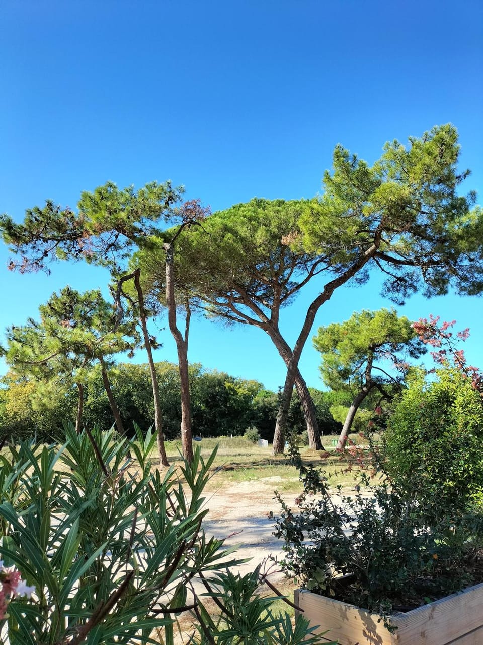 Natural landscape, Garden, Garden view