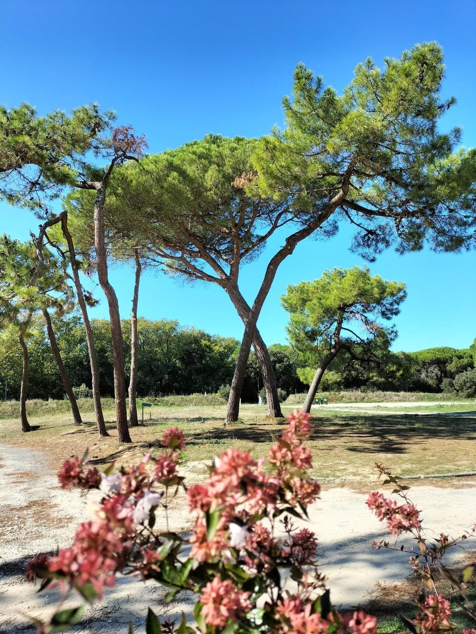 Natural landscape, Garden, Garden view