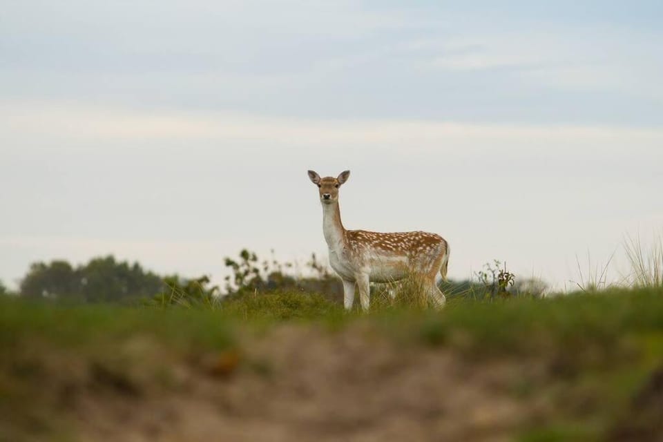 Animals