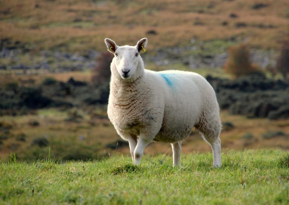 Corriebrack cottage House in Wicklow, Co. Wicklow, Ireland