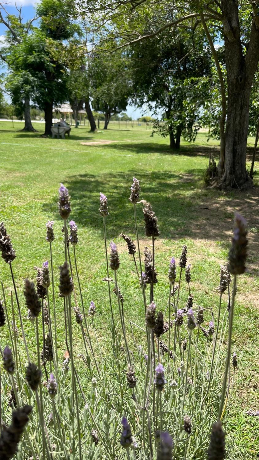 Spring, Day, Natural landscape, Garden, Garden view