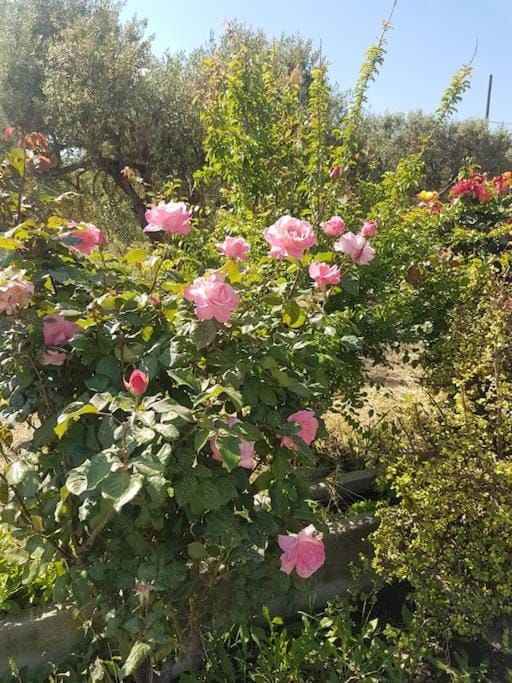 Amalthia House in Lasithi