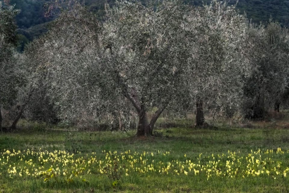 Podere Le Cortine House in Tuscany