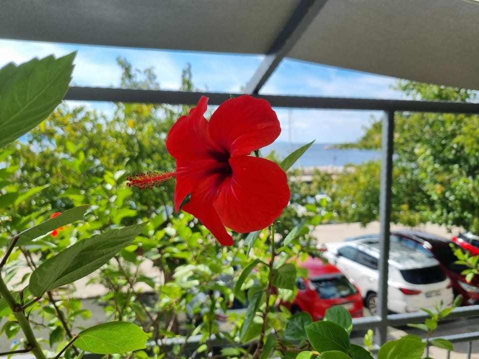 Apartman Ruža Apartment in Split-Dalmatia County
