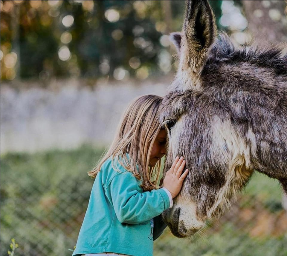 Animals