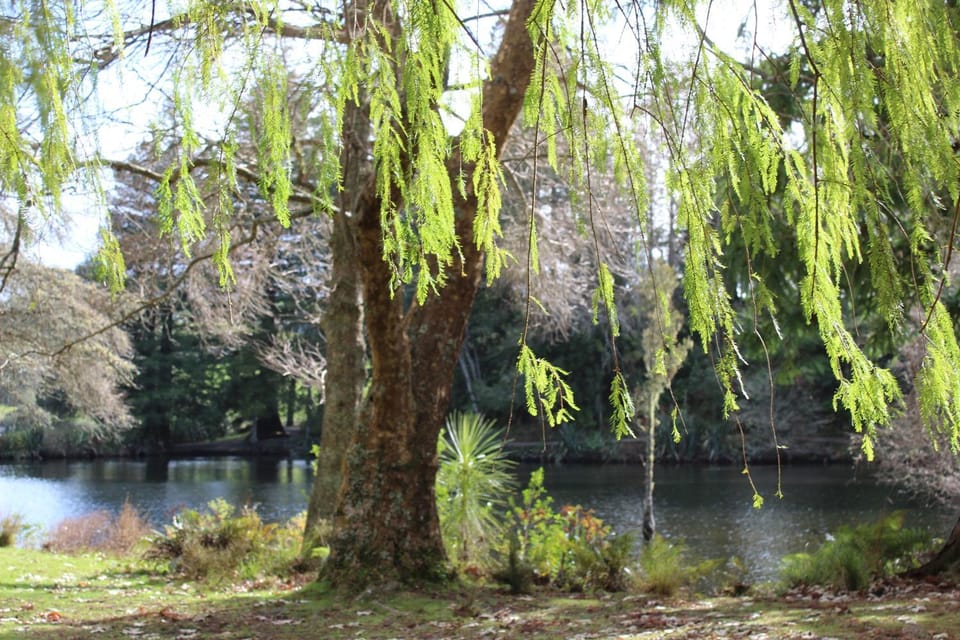 Lake view