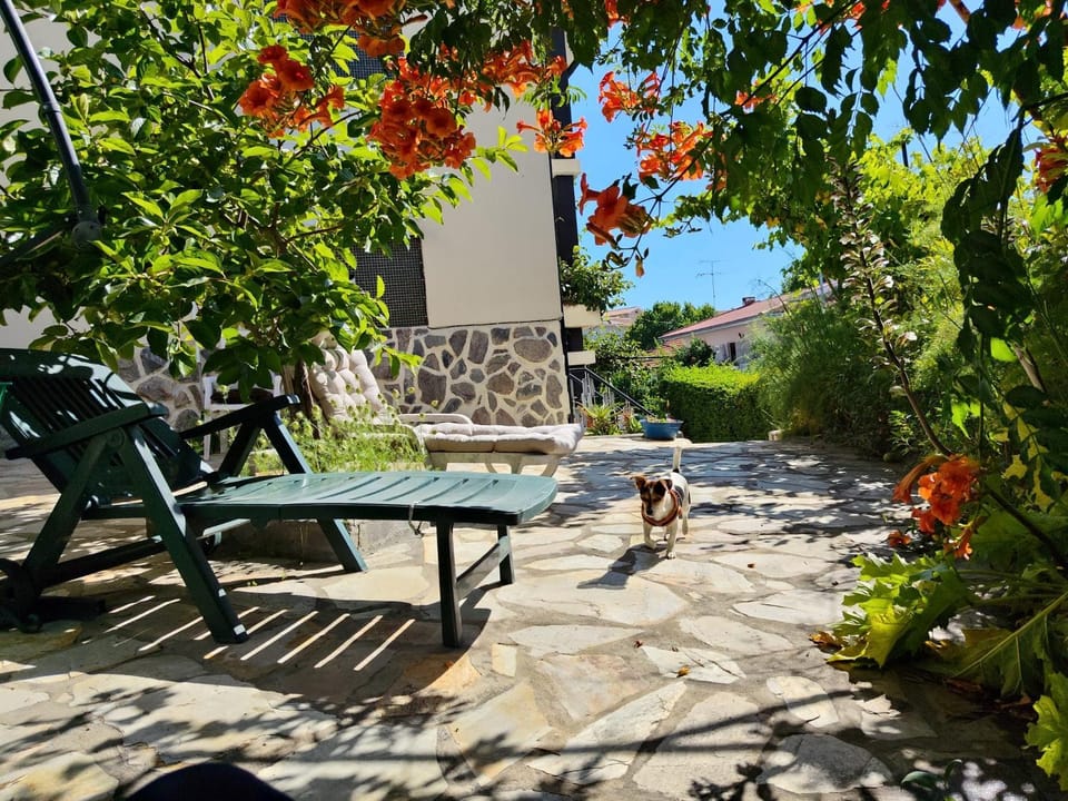 Spring, Day, Garden, Animals, Animals, Pets, Garden view, pet friendly, pet friendly