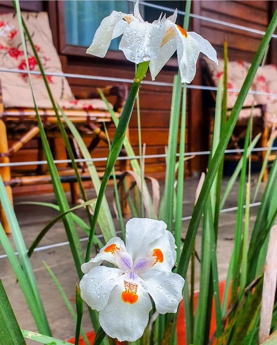 Garden, Garden