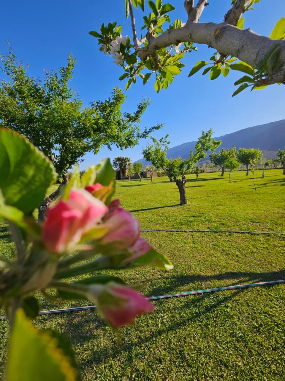 Garden, Swimming pool