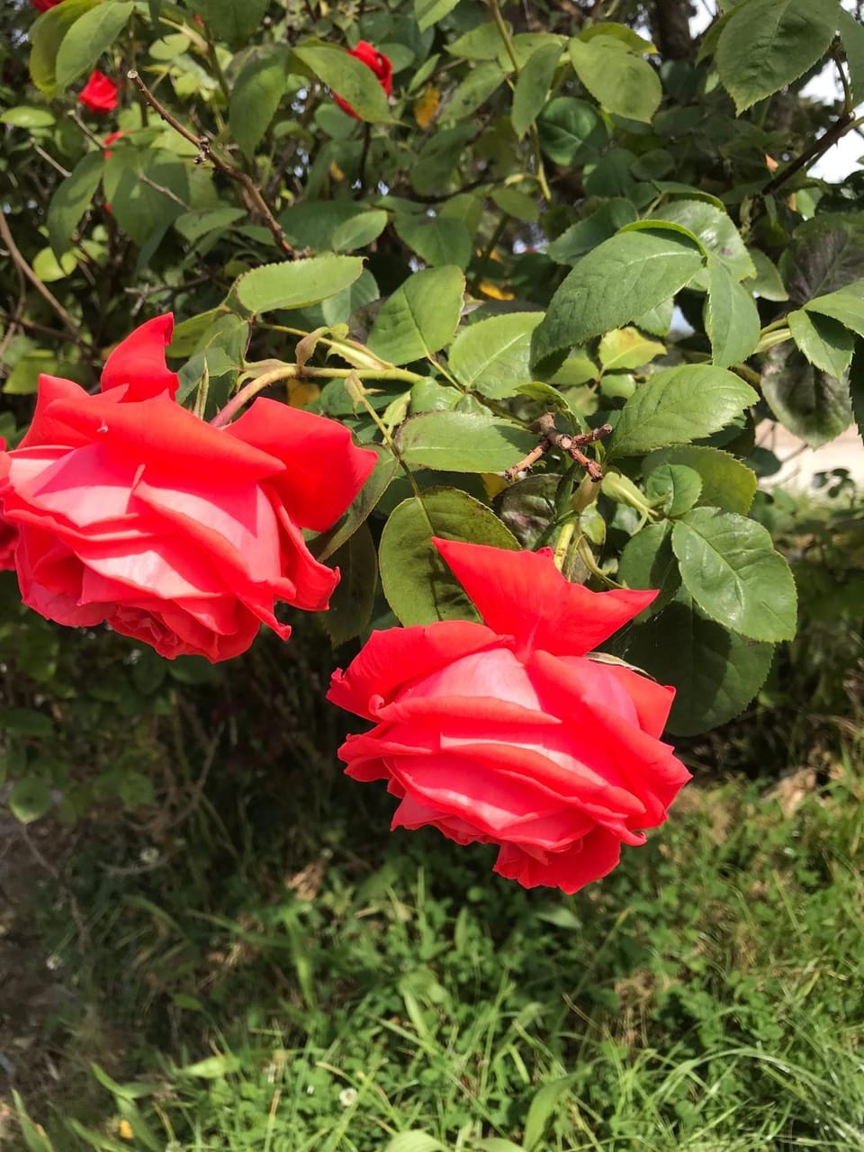 PARC AR BRUN BRAS Apartment in Brittany