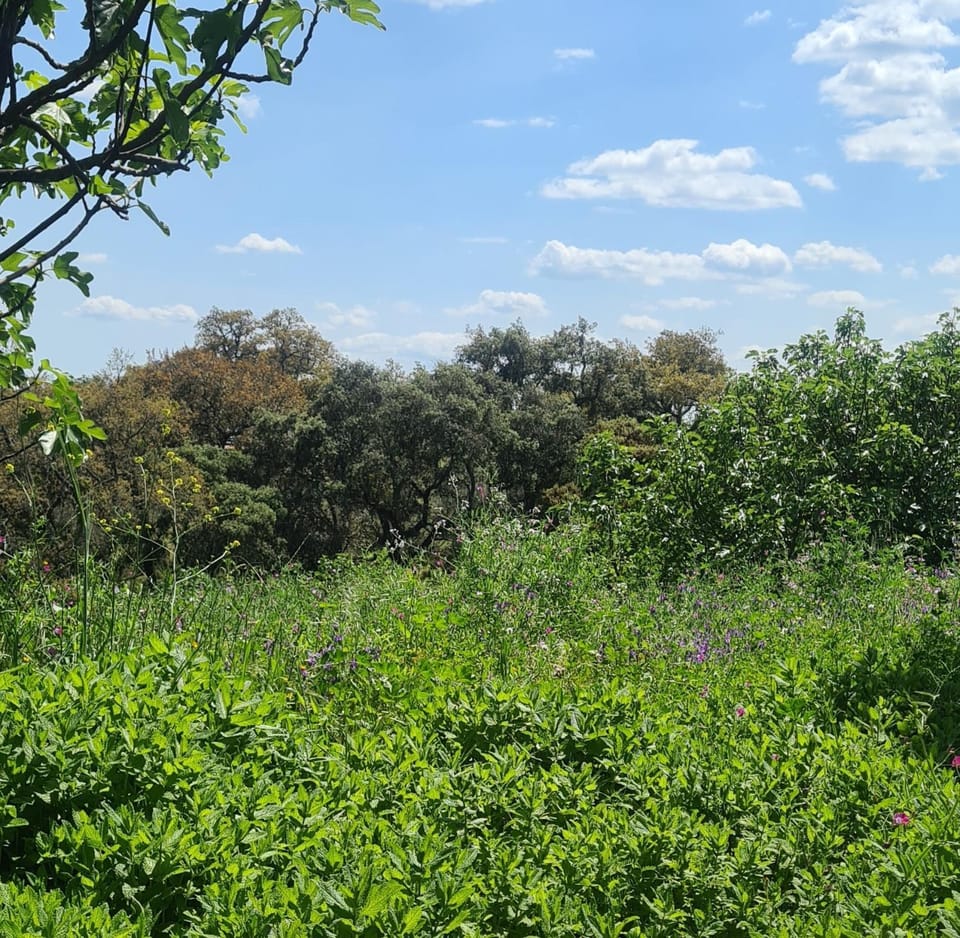 Garden, Garden view