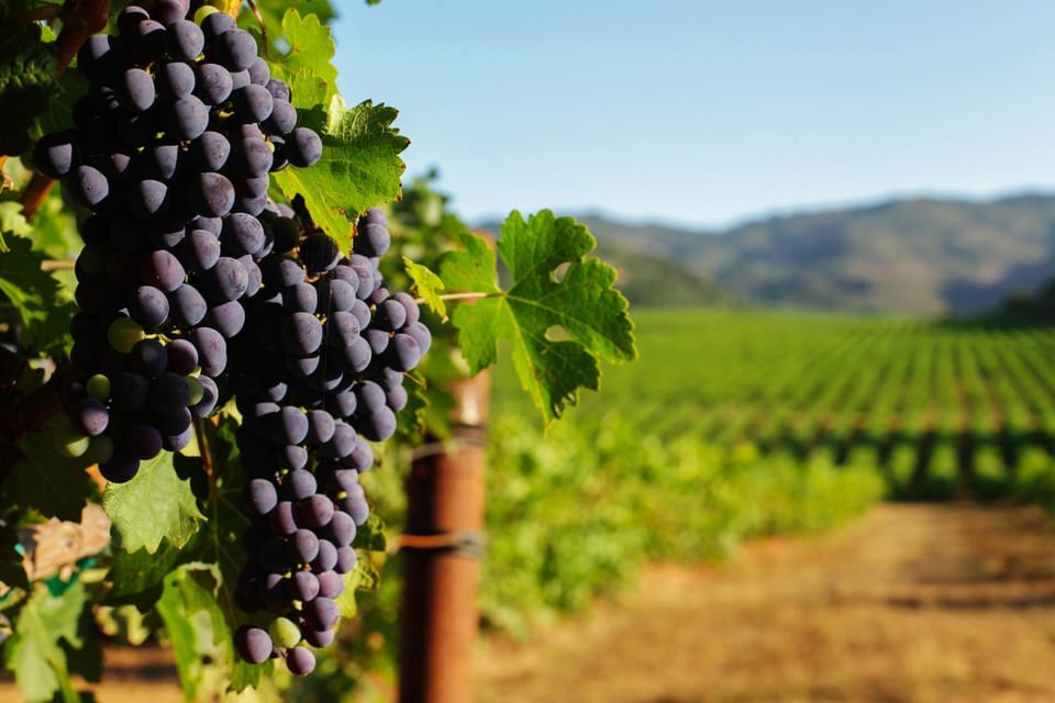 Sonoma Vista Dreams House in Boyes Hot Springs