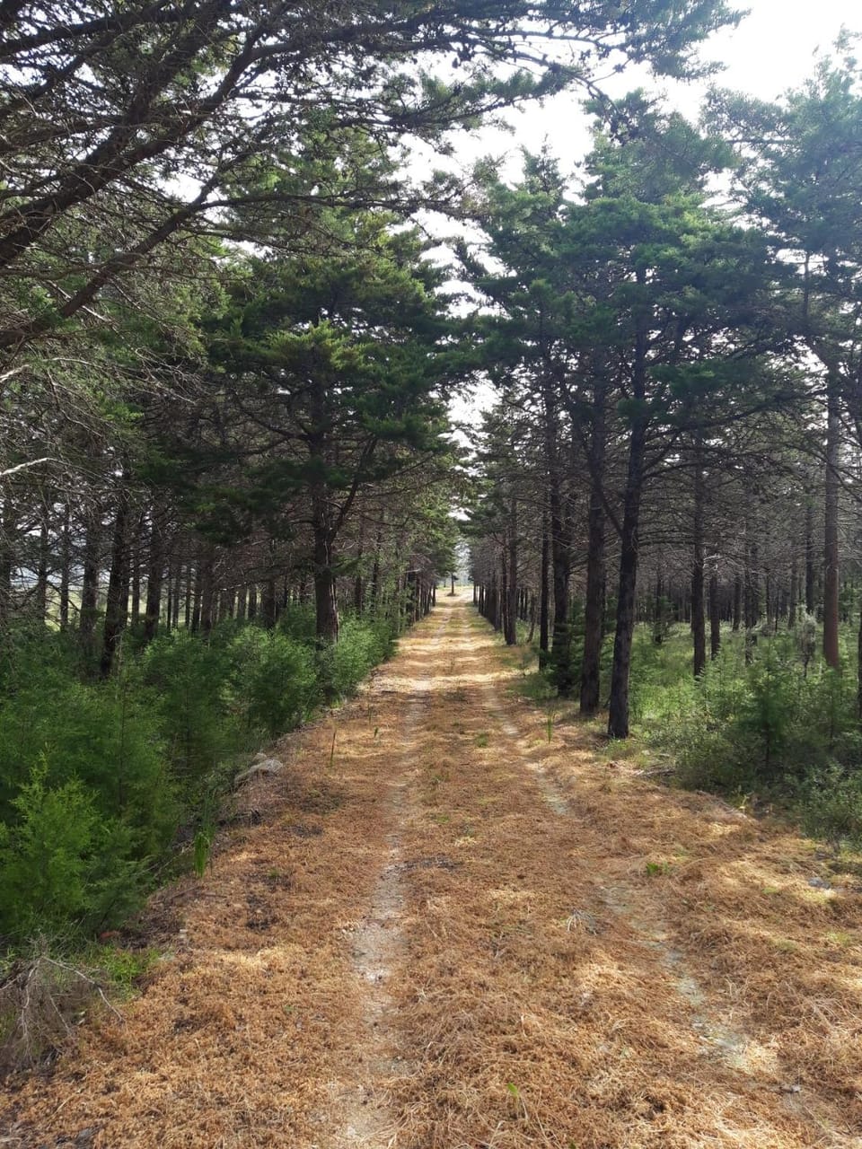 Hiking