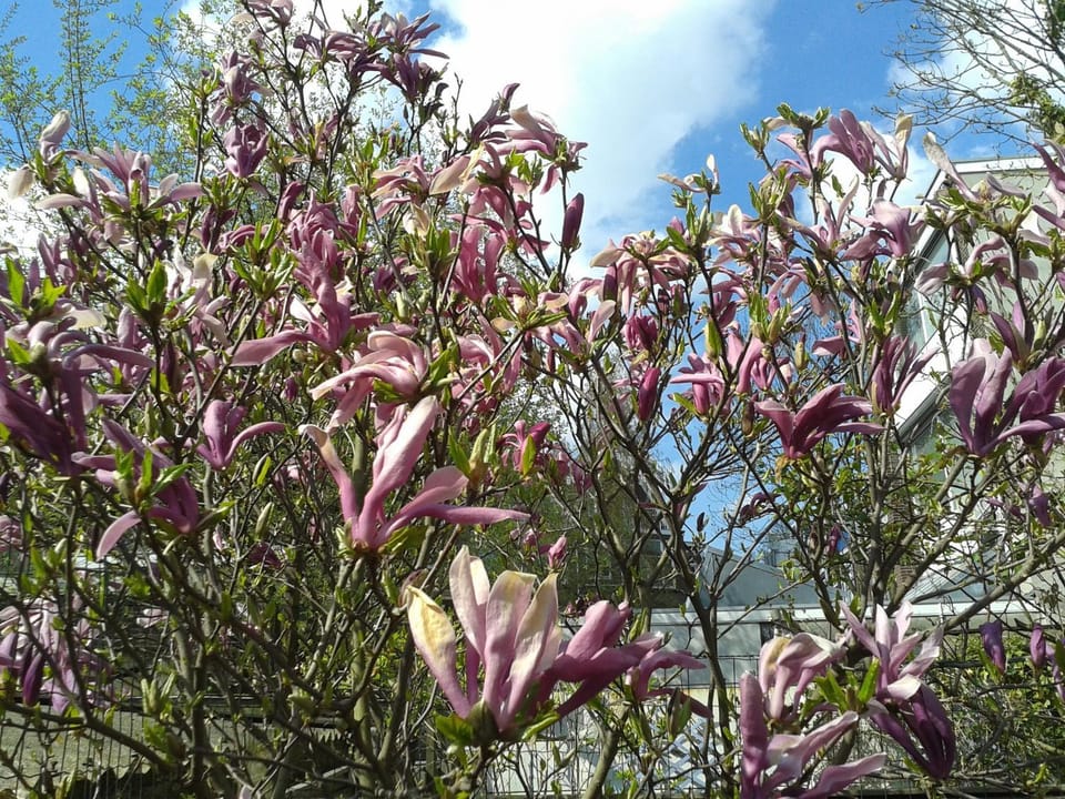 Garden, View (from property/room)