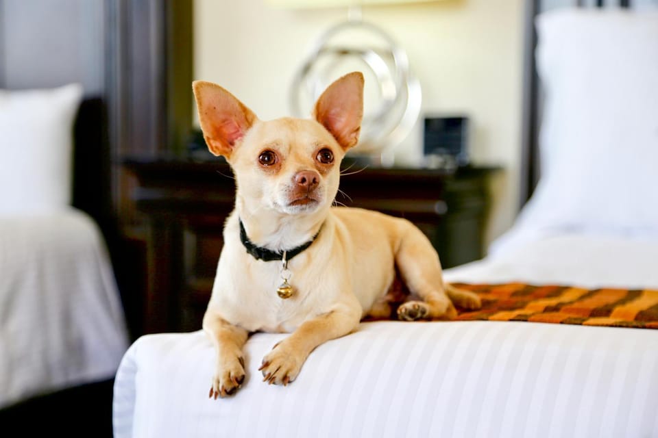 Pets, pet friendly