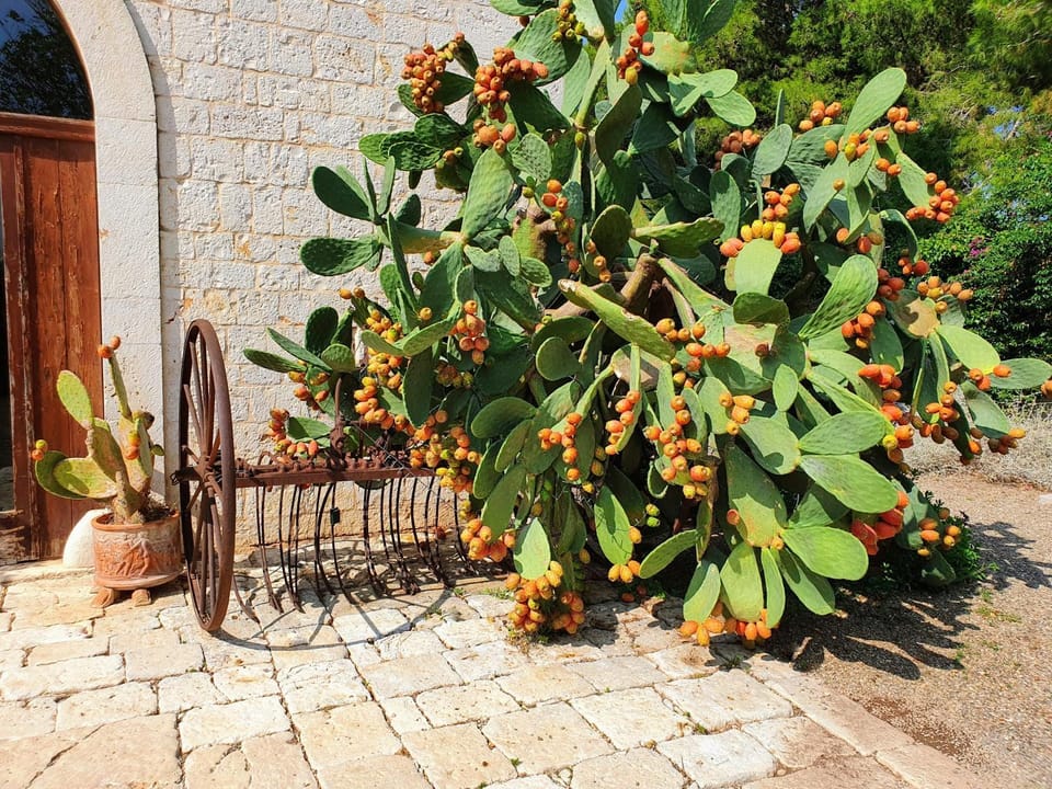Day, Natural landscape, Garden, Garden view
