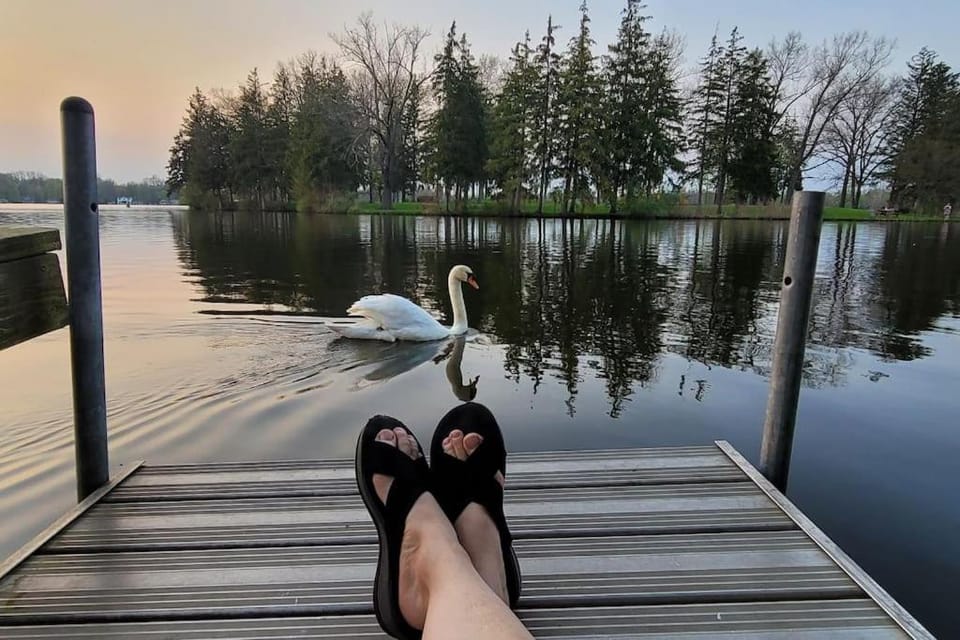 People, Animals, Lake view, Sunset