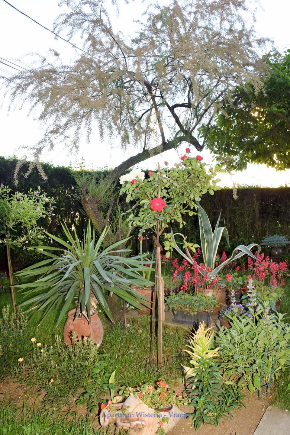 Garden view